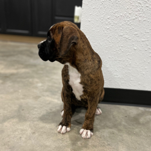 Boxer Puppy Stacey