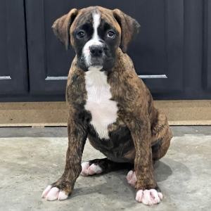 Boxer Puppy Stacey
