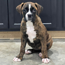 Boxer Puppy Stacey