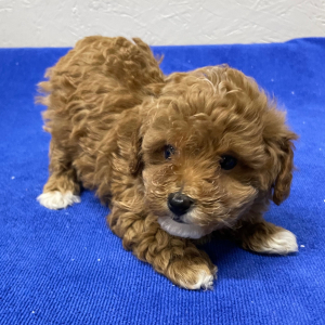 Poodle Puppy Lilly