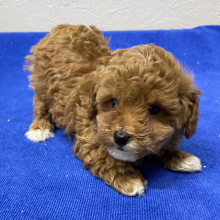 Poodle Puppy Lilly
