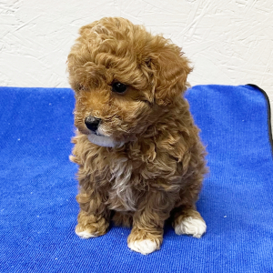 Poodle Puppy Lilly