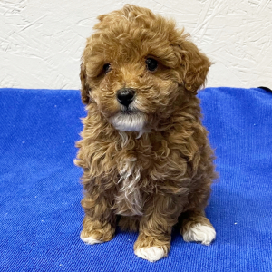 Poodle Puppy Lilly