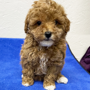 Poodle Puppy Lilly