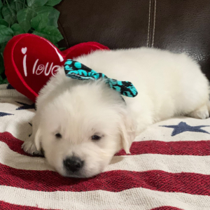 Golden Retriever Puppy Kola Bear