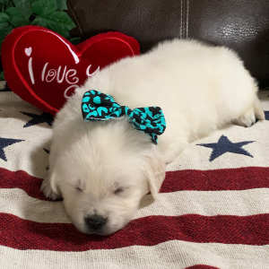 Golden Retriever Puppy Kola Bear