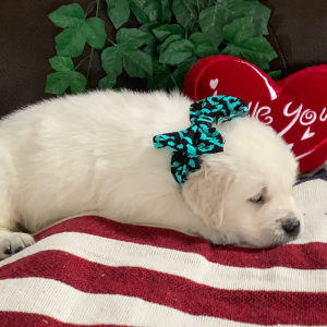 Golden Retriever Puppy Kola Bear