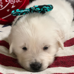 Golden Retriever Puppy Kola Bear