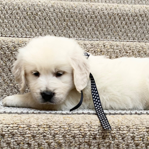 Golden Retriever Puppy Kola Bear