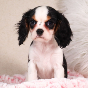 Cavalier King Charles Spaniel Puppy Kiara