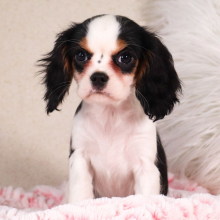 Cavalier King Charles Spaniel Puppy Kiara