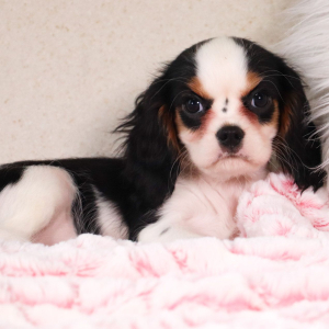 Cavalier King Charles Spaniel Puppy Kiara