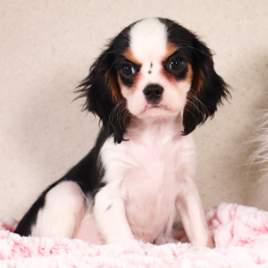 Cavalier King Charles Spaniel Puppy Kiara