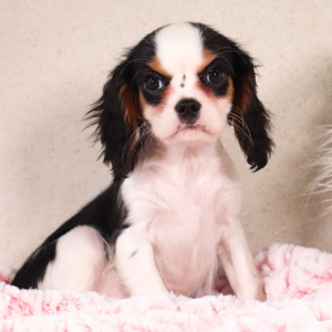 Cavalier King Charles Spaniel Puppy Kiara