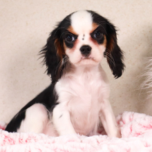 Cavalier King Charles Spaniel Puppy Kiara