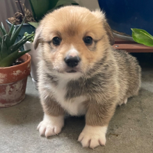 Pembroke Welsh Corgi Puppy Foxy