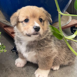 Pembroke Welsh Corgi Puppy Foxy