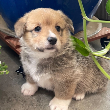 Pembroke Welsh Corgi Puppy Foxy