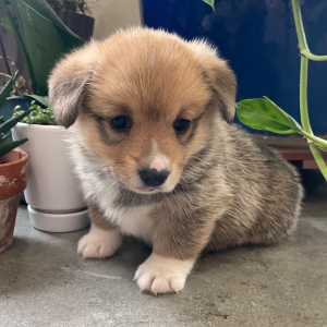 Pembroke Welsh Corgi Puppy Foxy