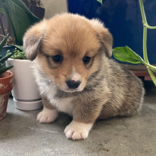 Pembroke Welsh Corgi Puppy Foxy