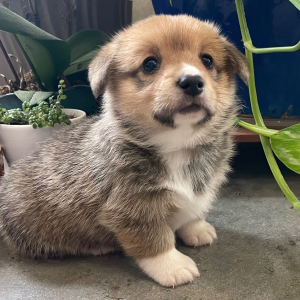 Pembroke Welsh Corgi Puppy Foxy