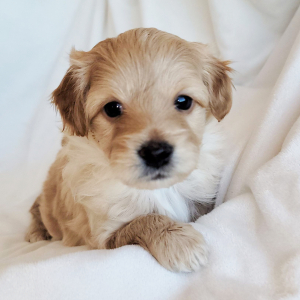 Pomapoo Puppy Tahini