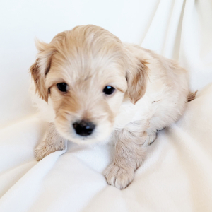Pomapoo Puppy Tahini
