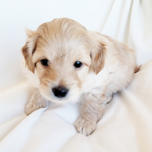Pomapoo Puppy Tahini