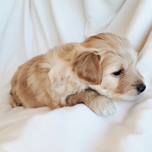 Pomapoo Puppy Tahini