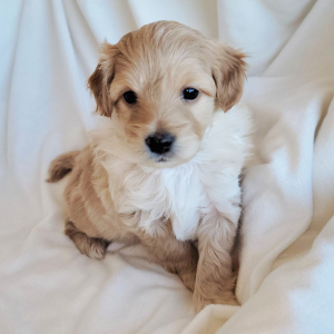 Pomapoo Puppy Tahini