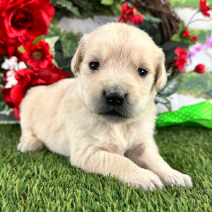 Golden Retriever Puppy Brent