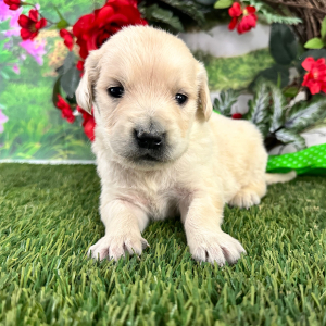 Golden Retriever Puppy Brent