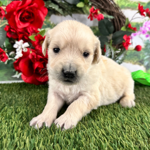 Golden Retriever Puppy Brent