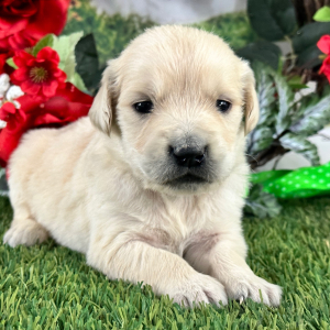 Golden Retriever Puppy Brent