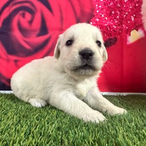 Golden Retriever Puppy Joyce