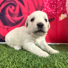 Golden Retriever Puppy Joyce