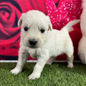 Golden Retriever Puppy Joyce