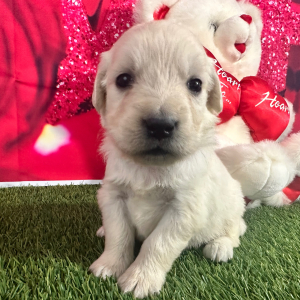 Golden Retriever Puppy Joyce
