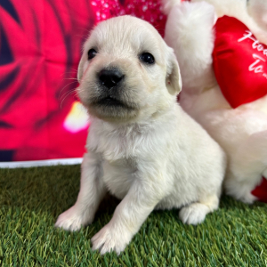 Golden Retriever Puppy Joyce