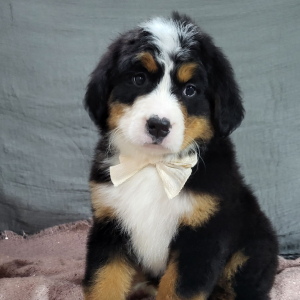 Bernese Mountain Dog Puppy Ava