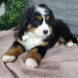 Bernese Mountain Dog Puppy Ava