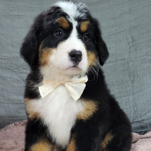 Bernese Mountain Dog Puppy Ava