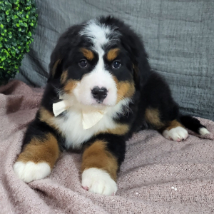 Bernese Mountain Dog Puppy Ava
