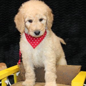 Goldendoodle Puppy Cade