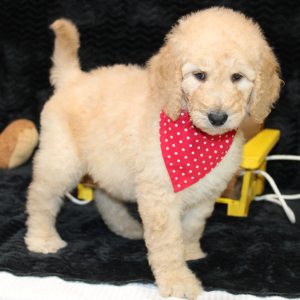 Goldendoodle Puppy Cade