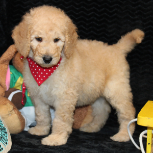 Goldendoodle Puppy Cade