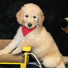 Goldendoodle Puppy Cade