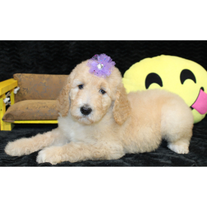 Goldendoodle Puppy Cece