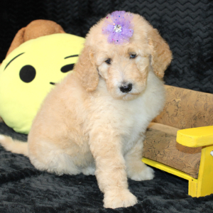 Goldendoodle Puppy Cece