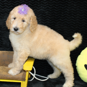 Goldendoodle Puppy Cece